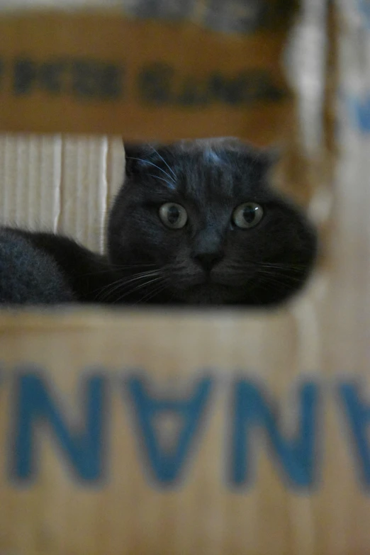 a black cat is lying in a cardboard box