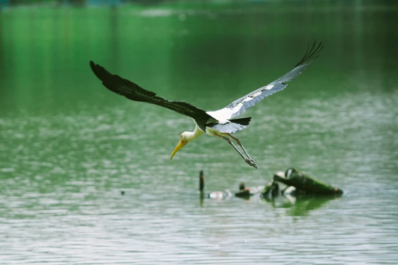 a large bird is flying low above water