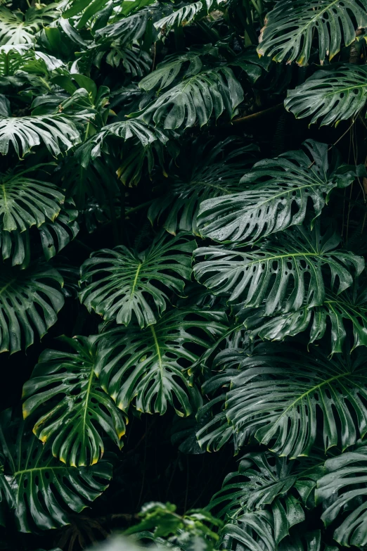 closeup of a large amount of leaves