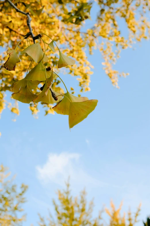the yellow leaves of an umbrella tree in fall