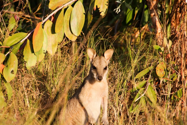 a kangaroo sits and looks around in a field