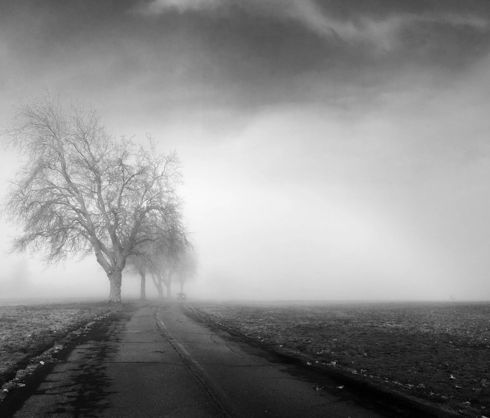 fog blankets trees and the road with no traffic