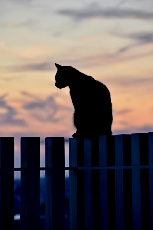 the cat sits on top of a white fence
