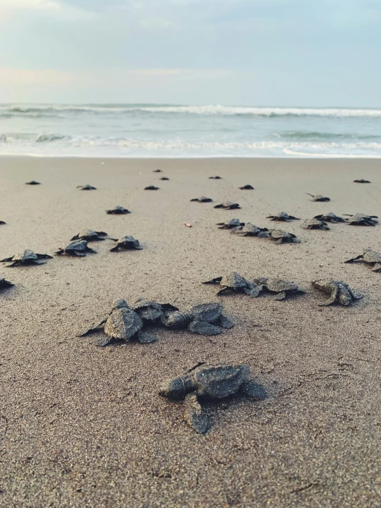 several turtles lay on the sand in front of a wave