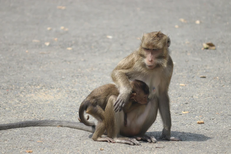 two monkeys sitting on concrete together