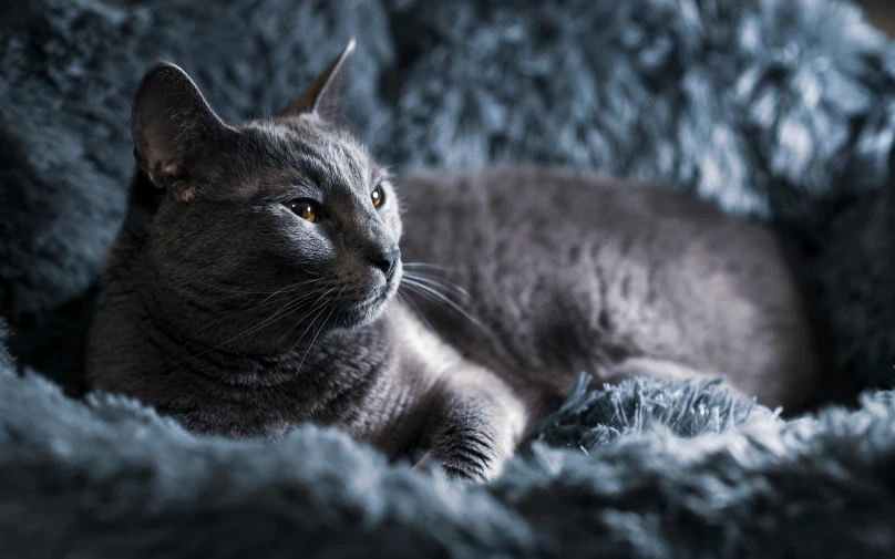 the grey cat is sitting in the fluffy bed