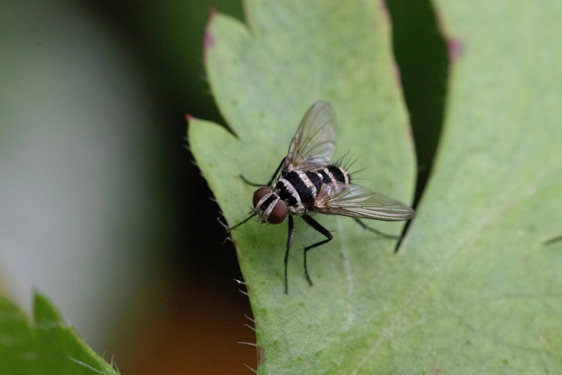 a mosquito crawling on a green plant in the sun