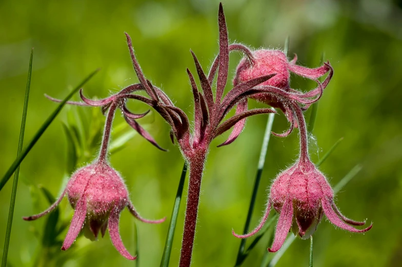 some very pretty pink flowers in the wild