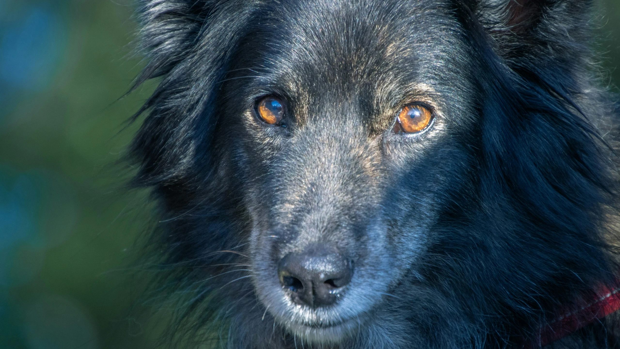 a black dog with orange eyes looks straight ahead