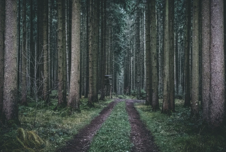 a dirt road in front of some trees and grass