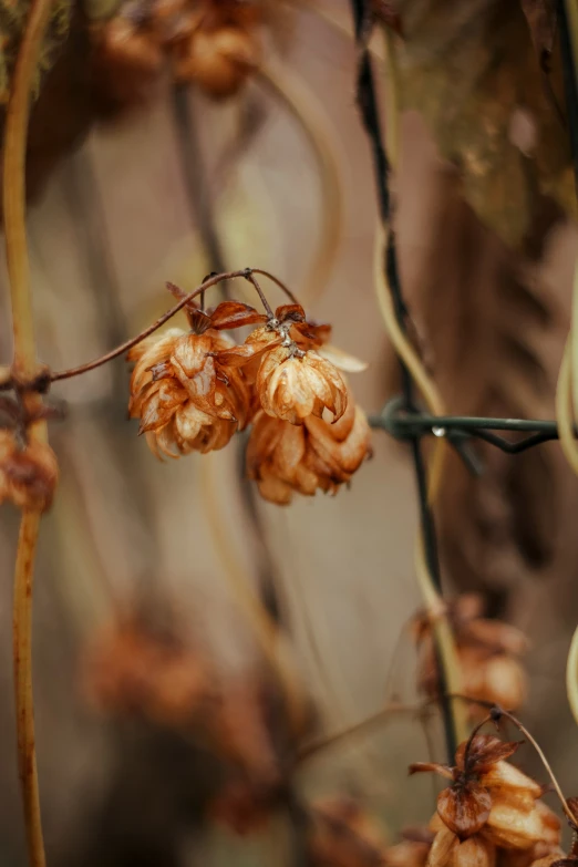 some type of flower that is dead and brown