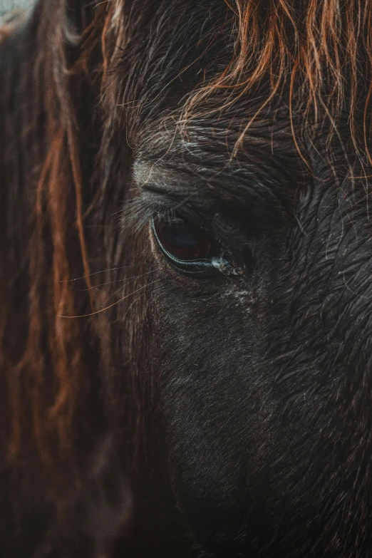 a horse with red mane and blue eyes looking directly into the camera