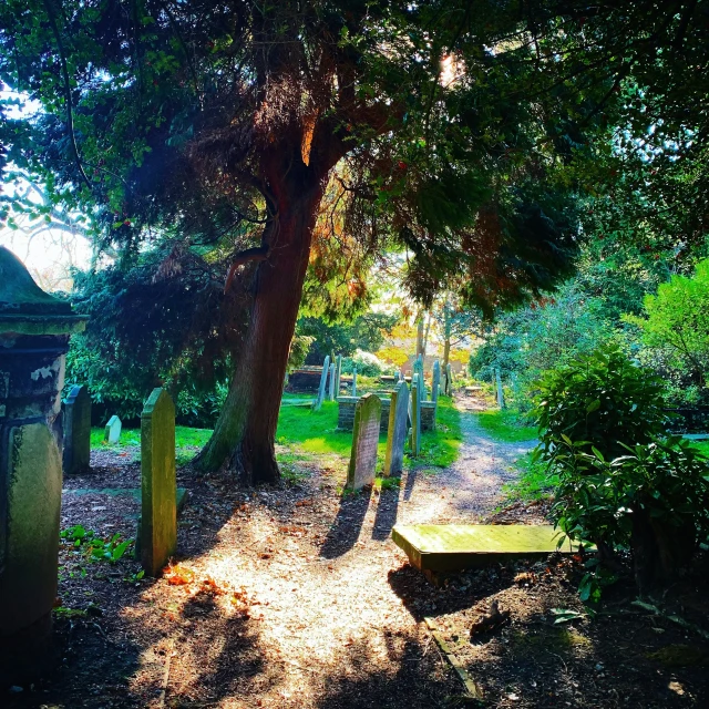 a wooded cemetery features several graves and an oak tree