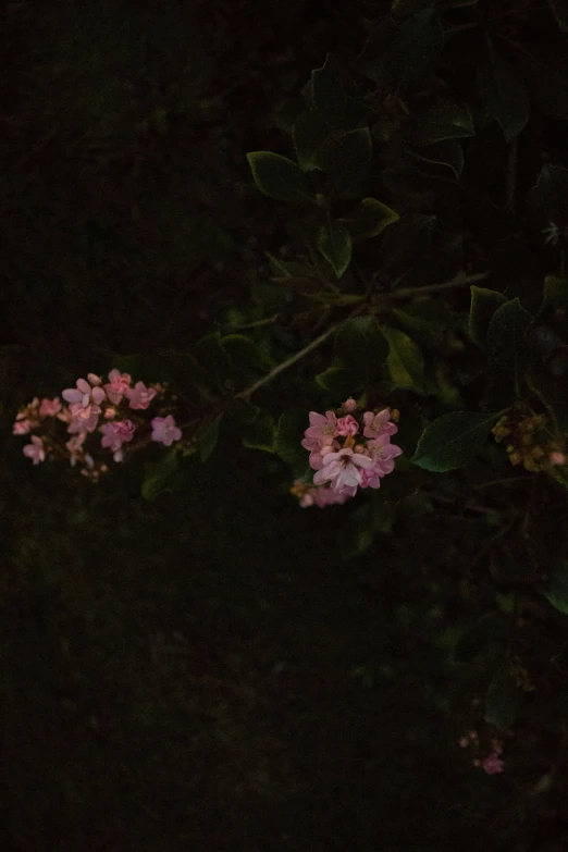 pink flowers are growing at night, in the dark