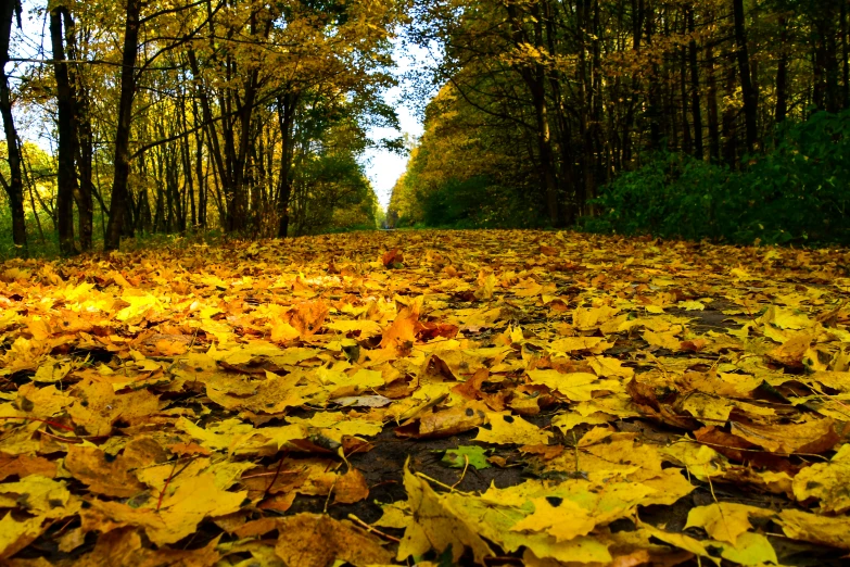 the leaf is laying on the ground in the park