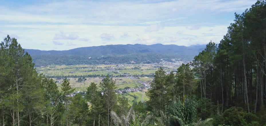 some tall trees a mountain and a small town