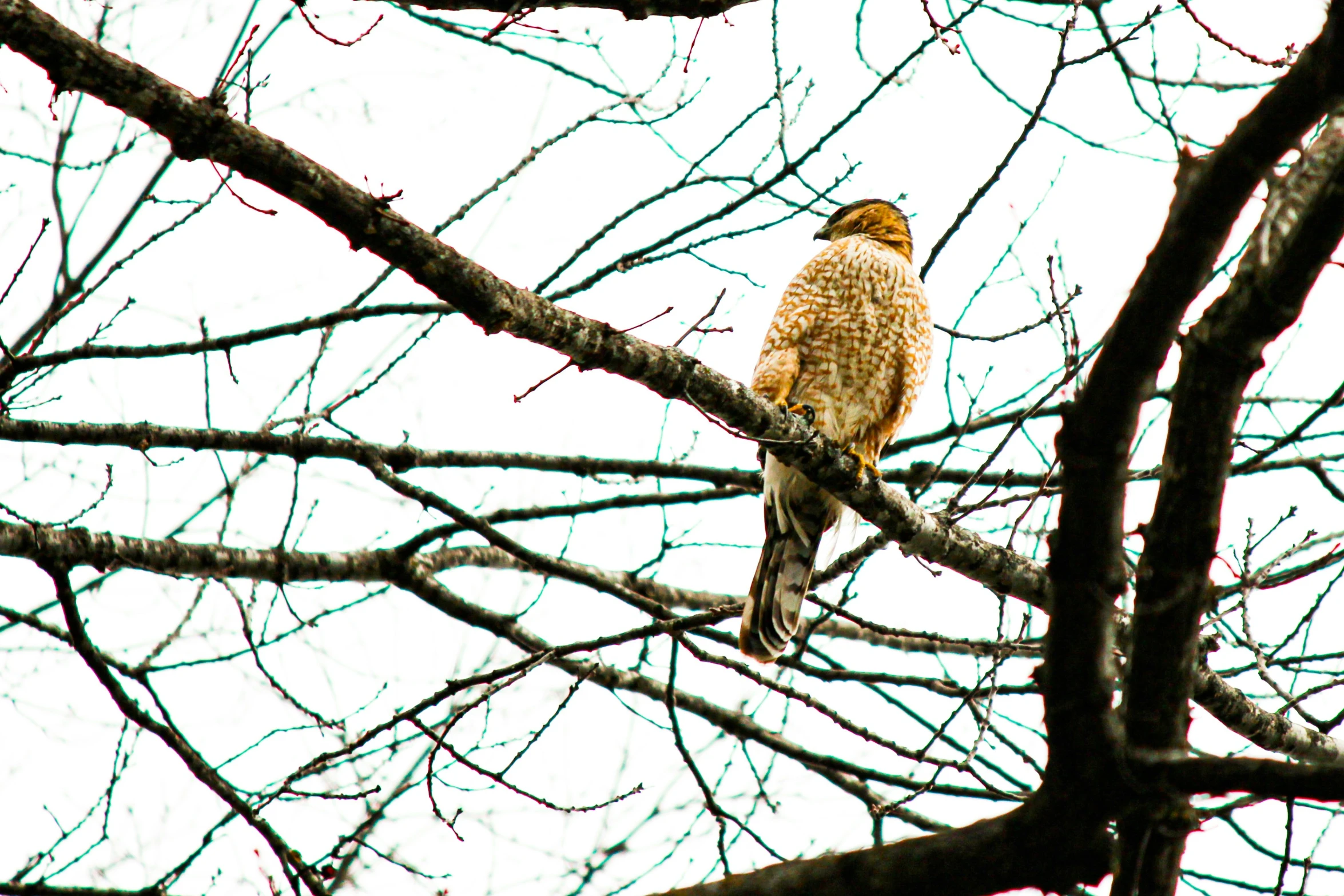 an owl sitting in a tree outside