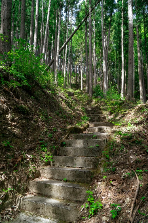 a concrete path that is surrounded by trees