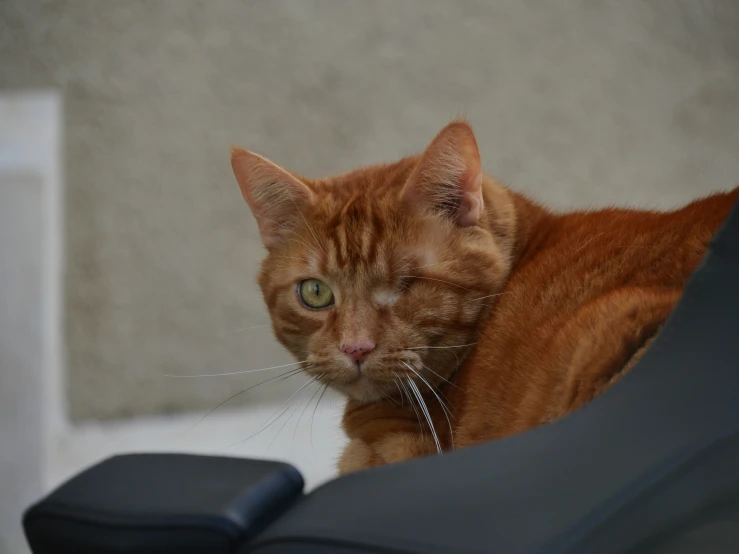 an orange cat sleeping next to a black chair