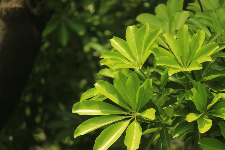 the view of a large leafy tree in the forest