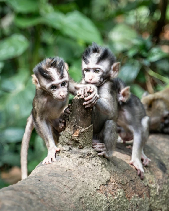 two small monkeys standing on top of a large rock