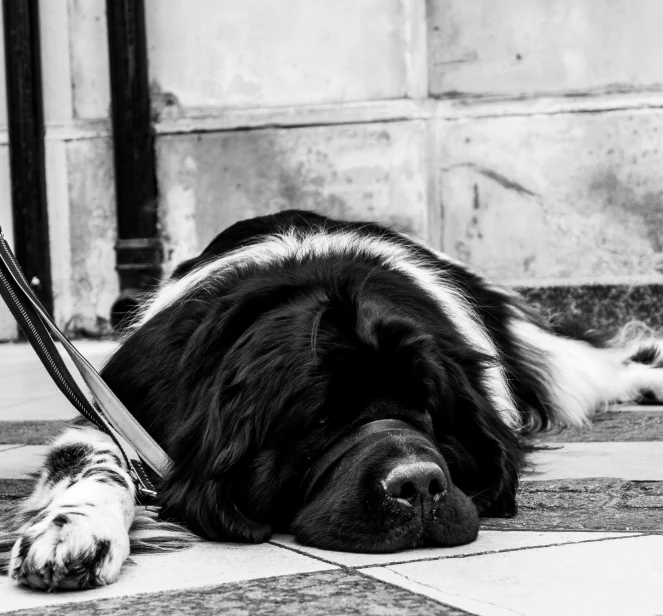 a black and white dog laying on its side with it's head resting on the floor