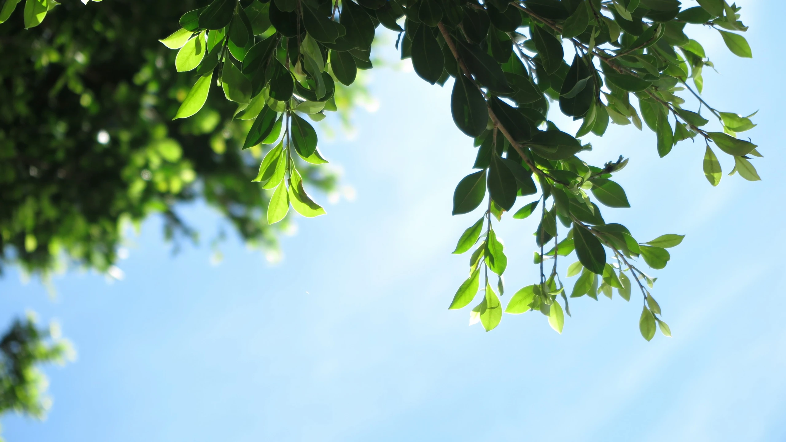 leaves on a tree looking up in the sky