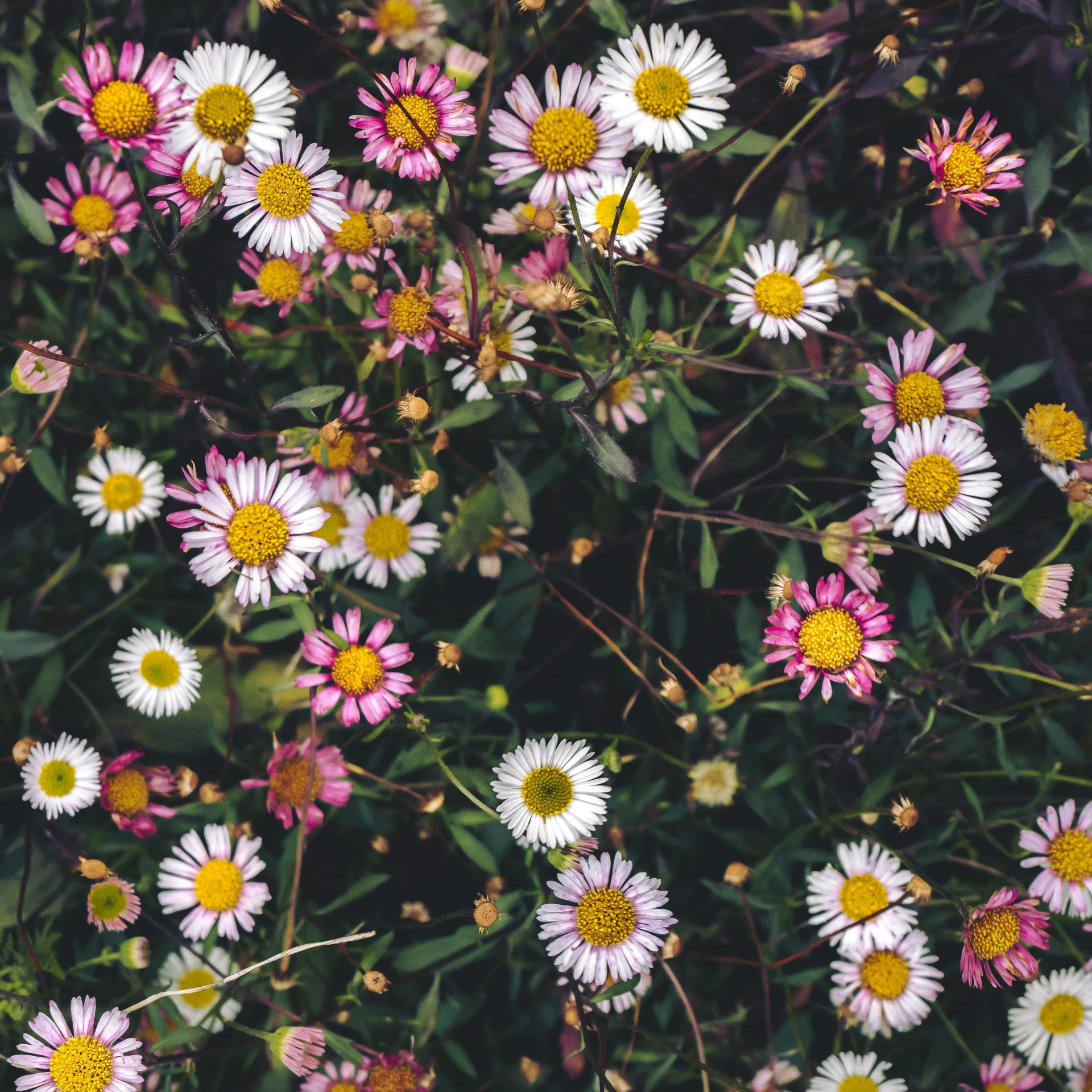 a small number of daisy flowers surrounded by leaves