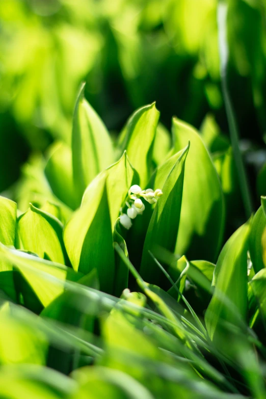 a flower grows among tall green grass in the sun