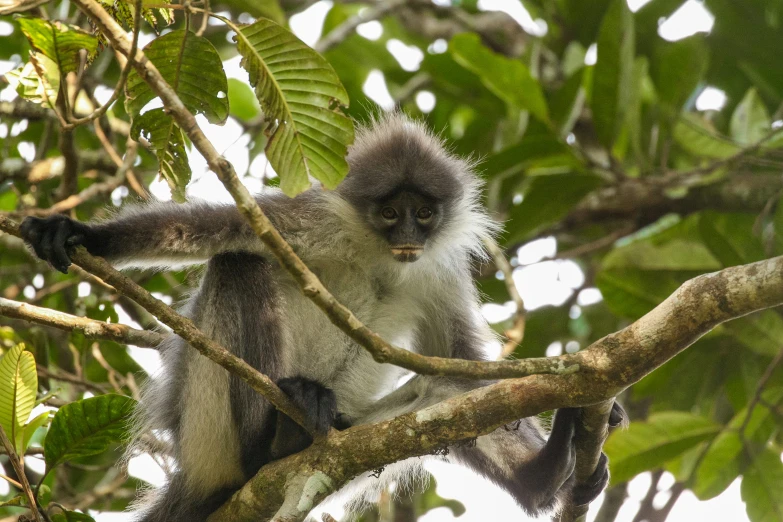 a monkey sitting on top of a tree nch