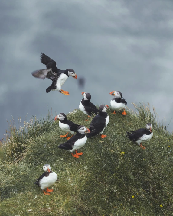 some birds are standing on a hill with cloudy skies in the background