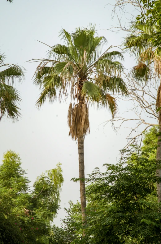 the large palm tree is near many smaller trees