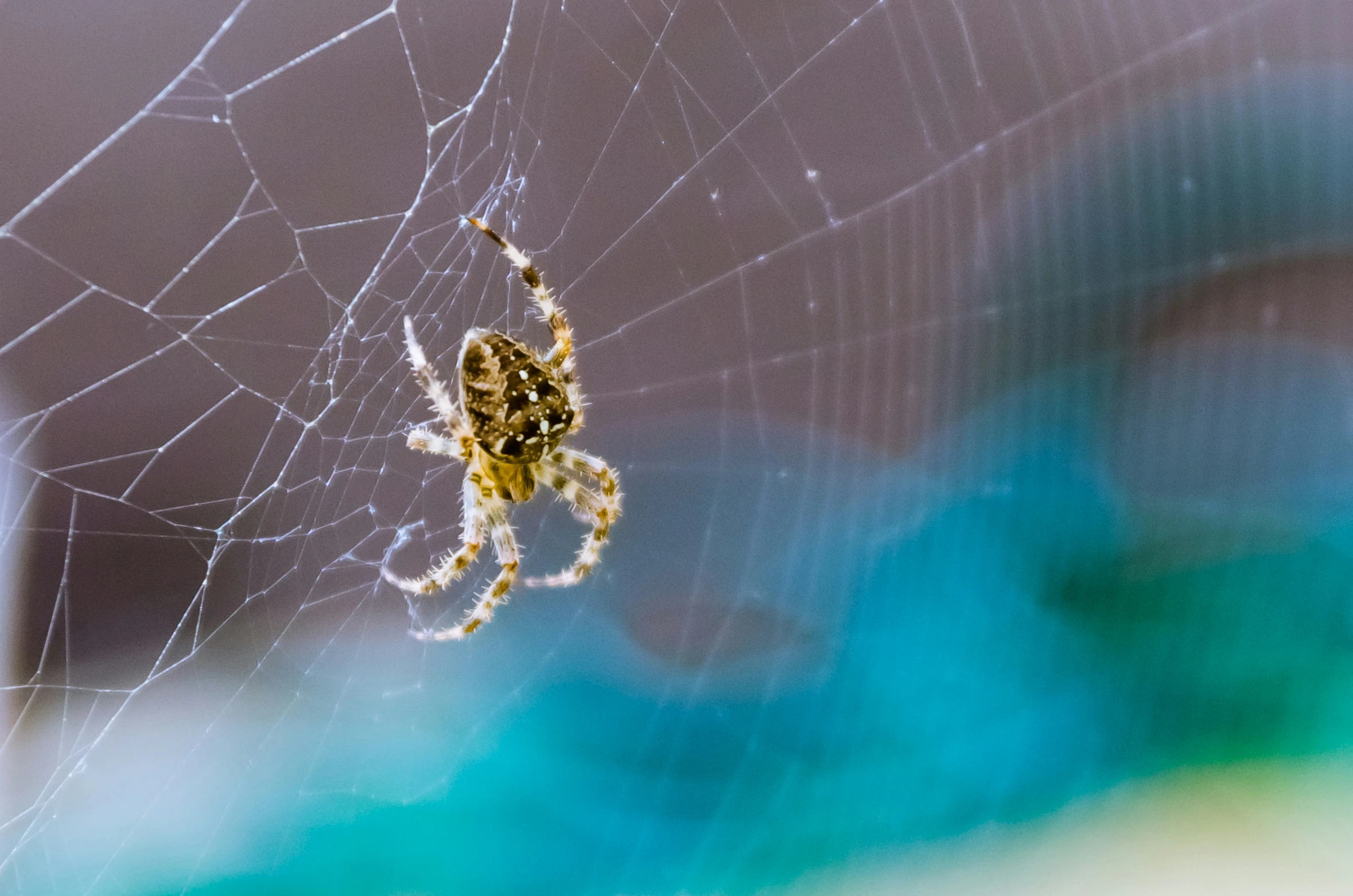 an insect in its web has caught a prey