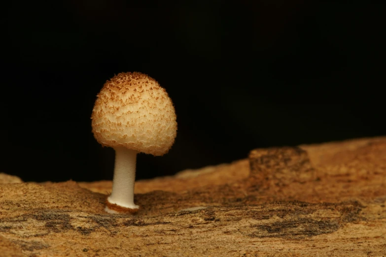 a small mushroom that is growing out of the side of a tree