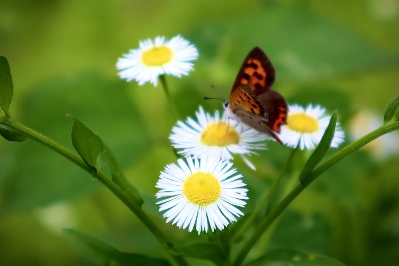 a erfly with red wings is perched on a white flower