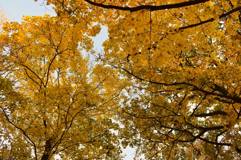 trees with yellow leaves in the fall