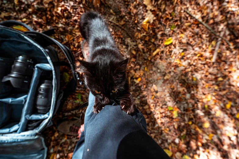 the cat is walking next to someone's feet