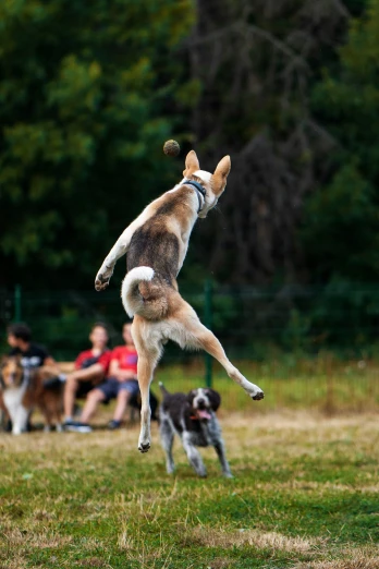 a dog jumping up to catch the frisbee