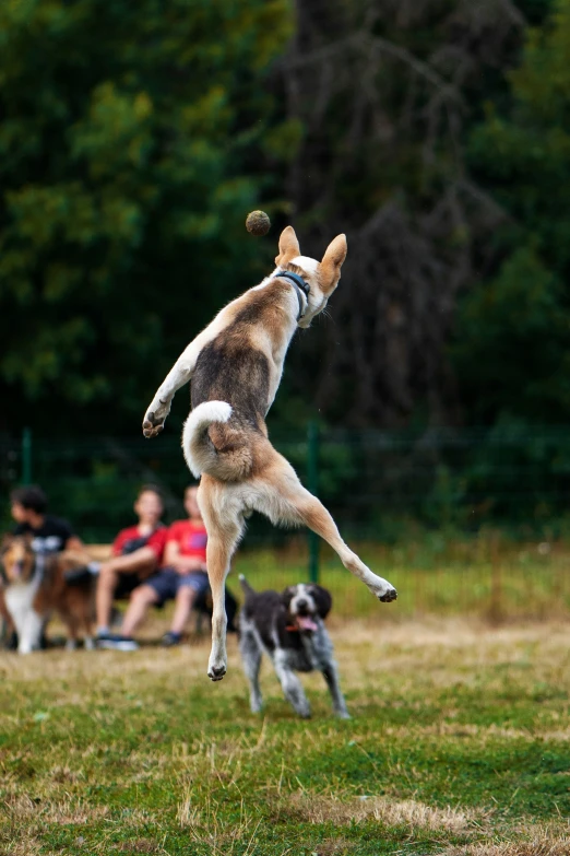 a dog jumping up to catch the frisbee