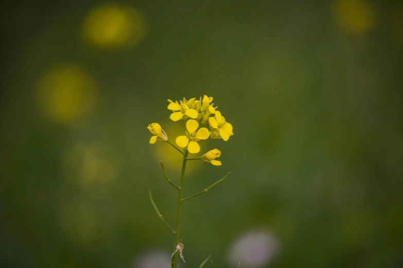 a plant is standing out from the rest of a field