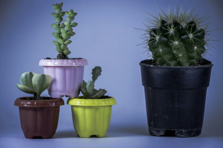 a collection of three potted plants that are color varyn