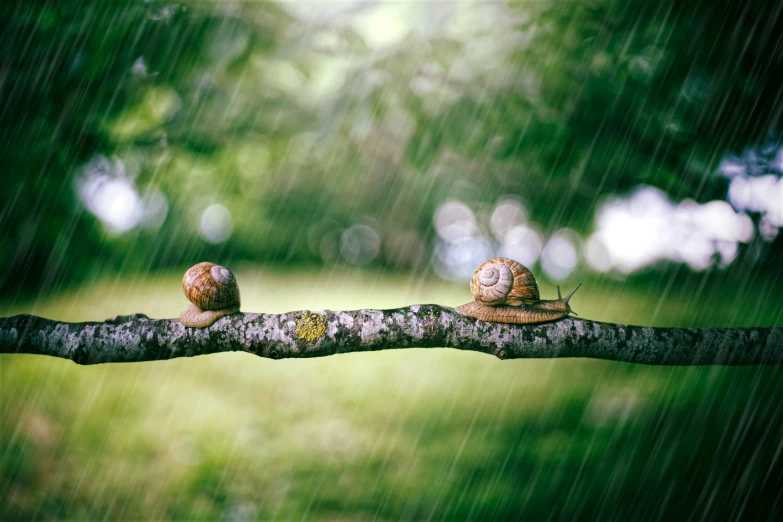 two snails sitting on a tree nch in the rain