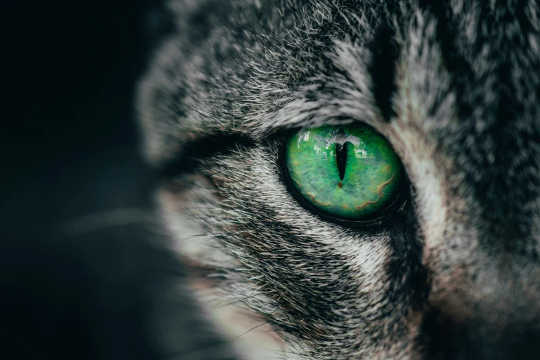 a gray and black cat with green eyes