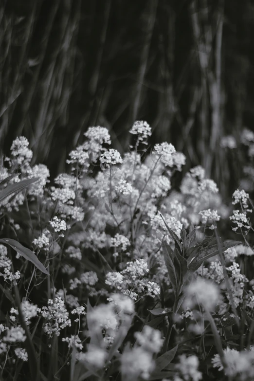 black and white flowers growing in the dark