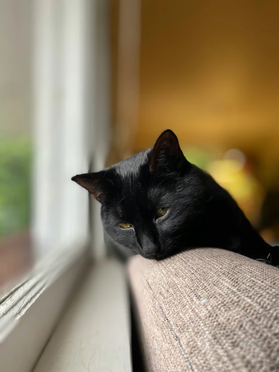 a black cat laying on top of a couch