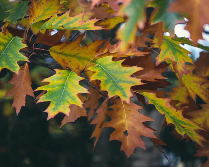 fall colors in the fall leaves