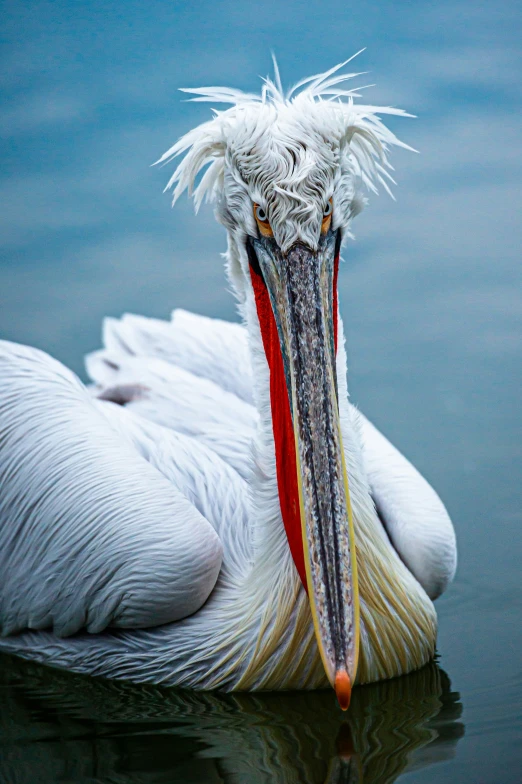 a close up of a pelican in a body of water