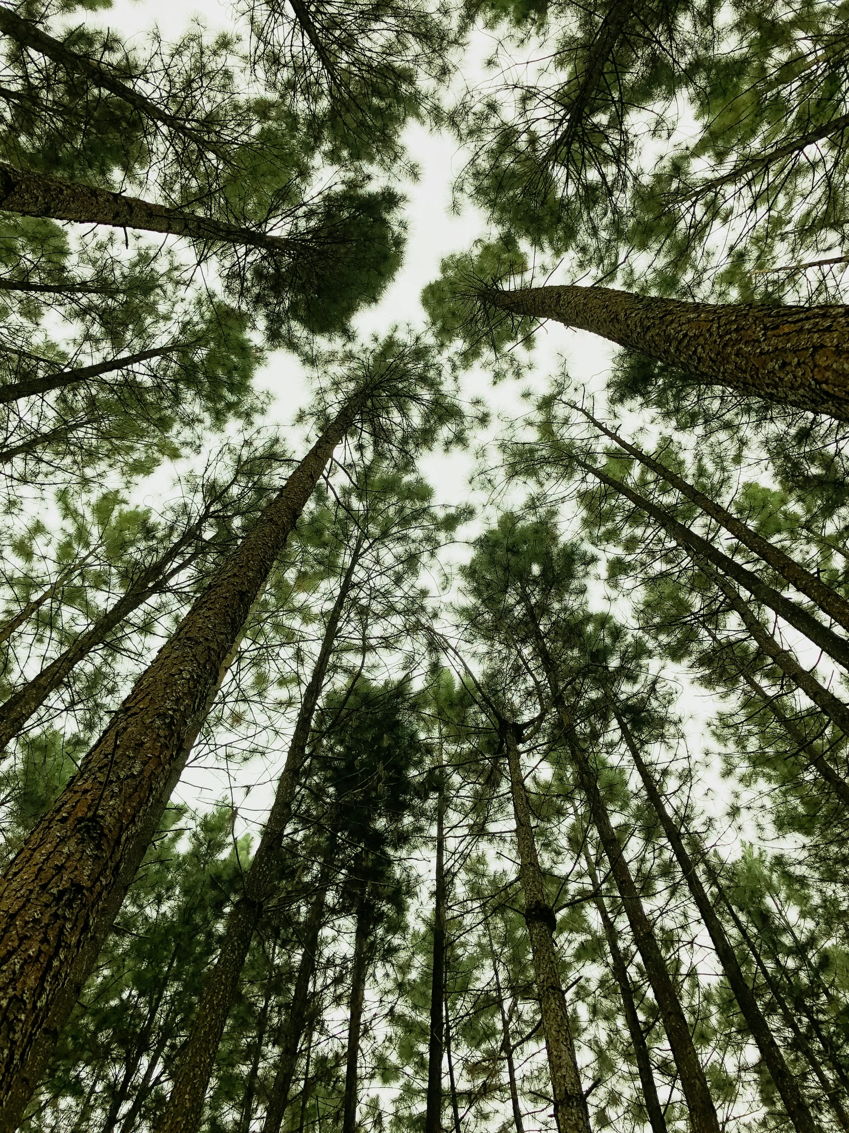 a group of tall trees that are standing in the sky