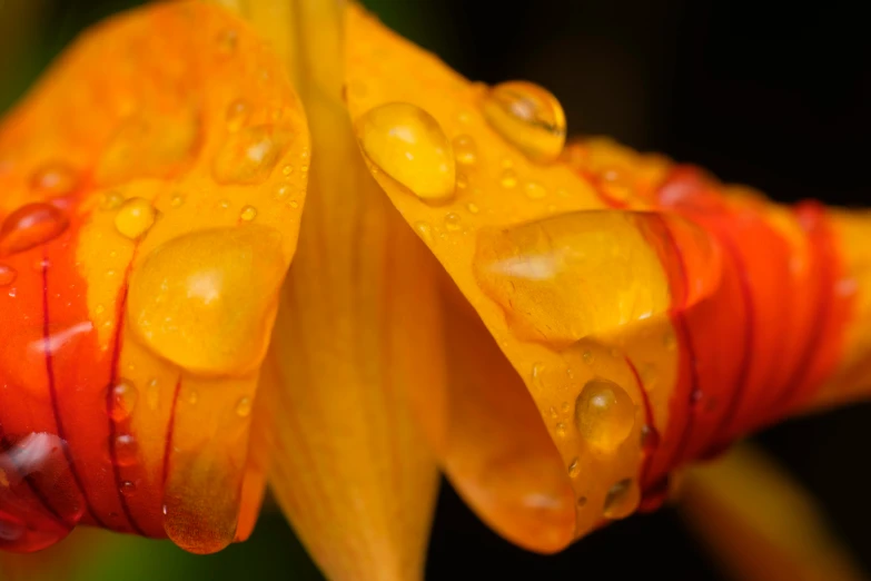 a close up view of water droplets on a flower