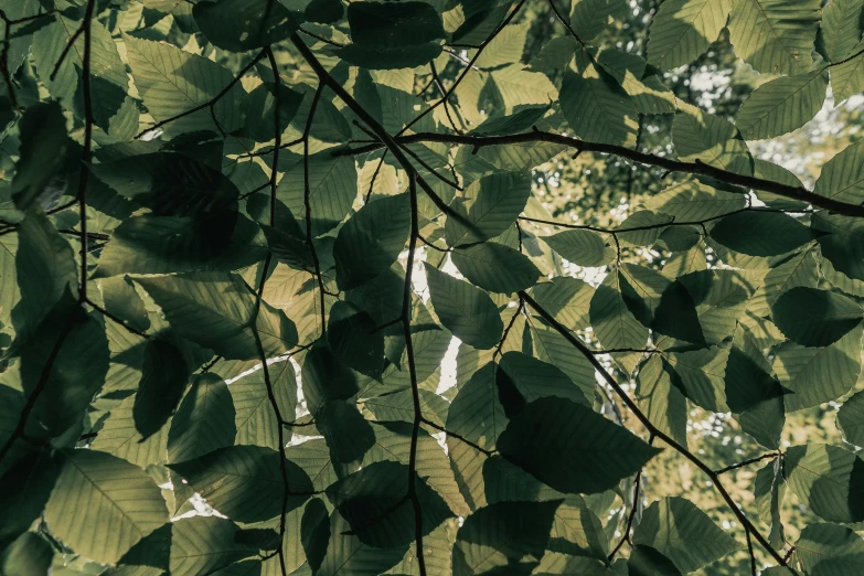 large group of green leaves hanging from ceiling